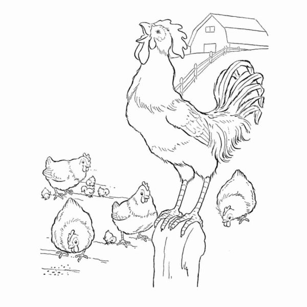 Курица раскраска