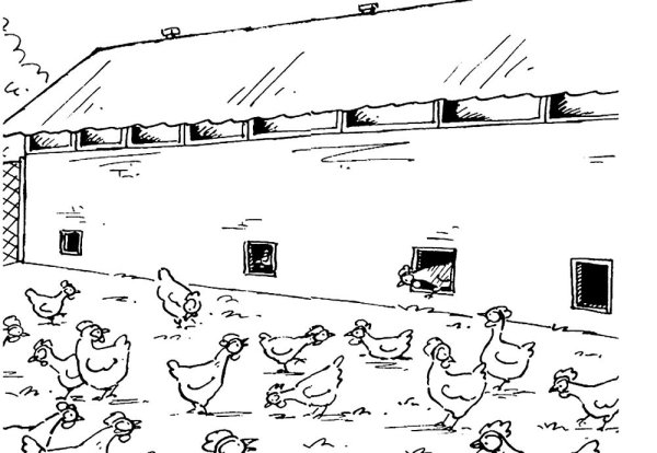 Раскраска птичий двор