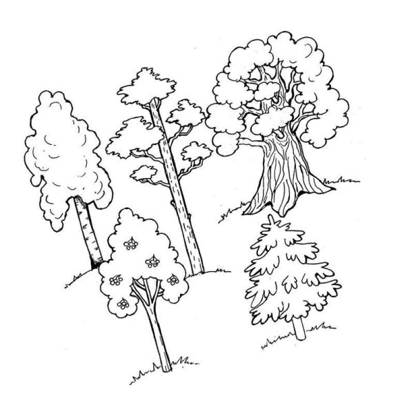 Раскраска деревья в лесу