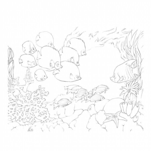 Раскраски для акварели