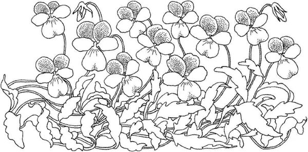 Фиалка раскраска для детей