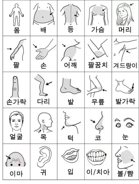 Части тела человека на корейском языке