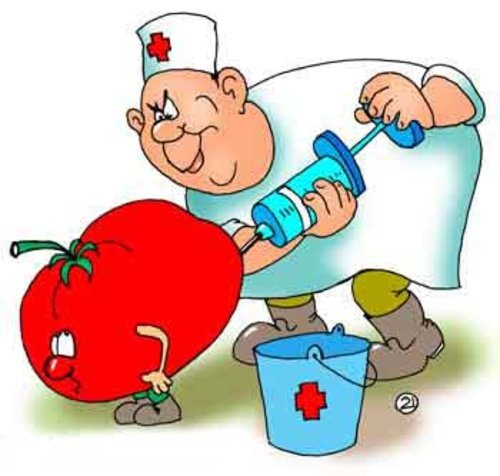 Помидор карикатура