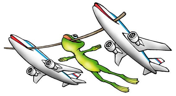 Лягушка путешественница на болоте