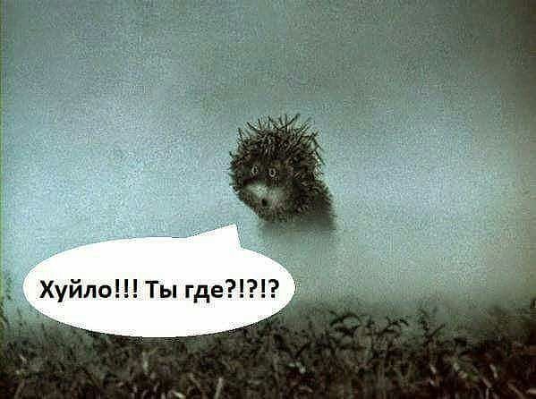 Ежик в тумане где все