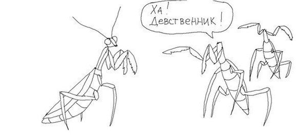 Самка богомола рисунок