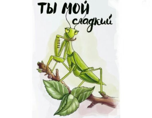 Самка богомола приколы