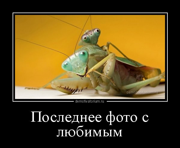 Самка богомола мемы