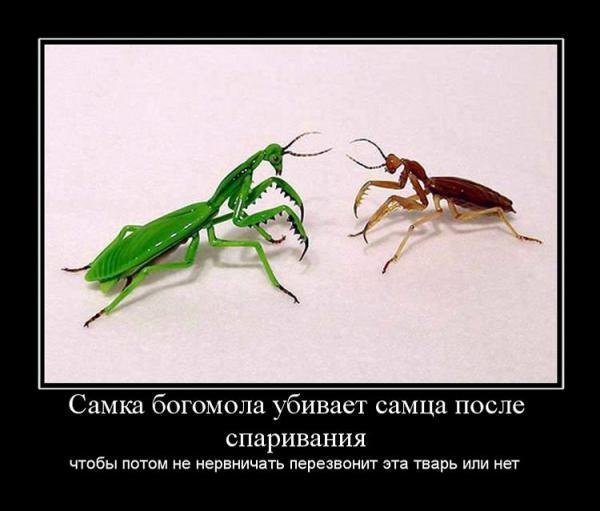 Самец богомола после спаривания