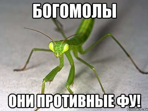 Богомол прикол