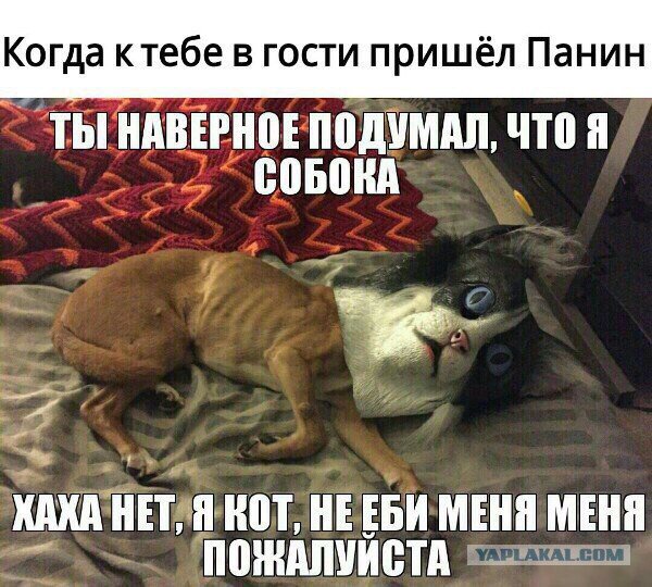 Панин с собакой мемы