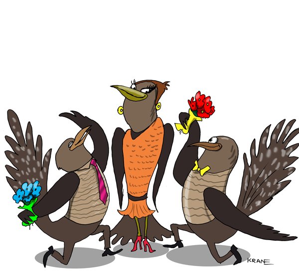 Кукушка карикатура