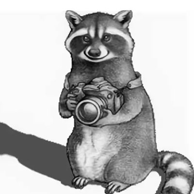 Енот с фотоаппаратом