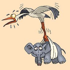 Аист заблудился