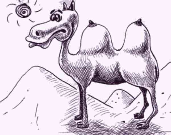 Корабль пустыни карикатура