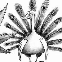 Карикатура на павлина