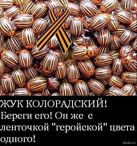 Колорадская ленточка