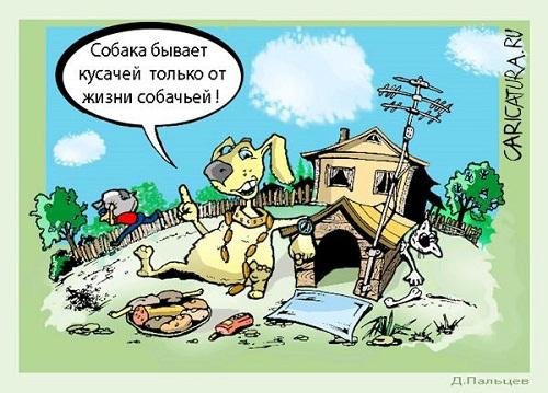 Анекдоты про собак смешные