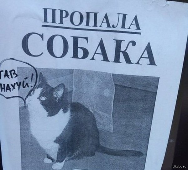 Прлпала собачка поикол