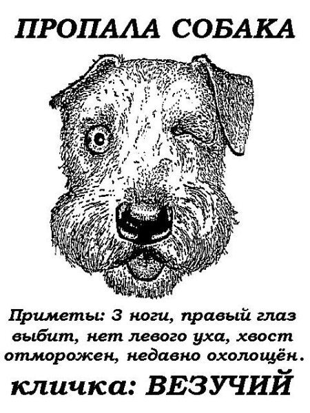 Потерялась собака объявления прикол