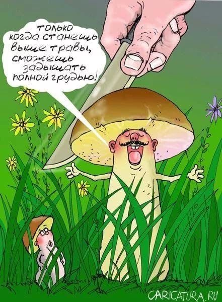 Юмор про грибы и грибников