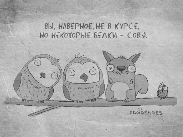 Сова и белка