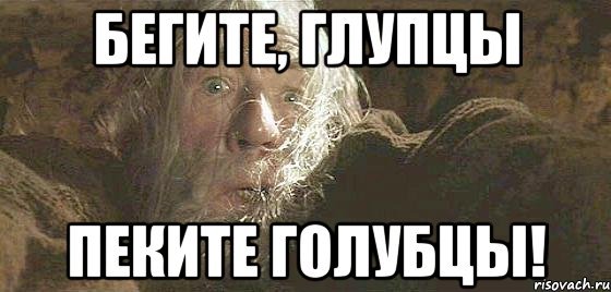 Бегите глупцы кот