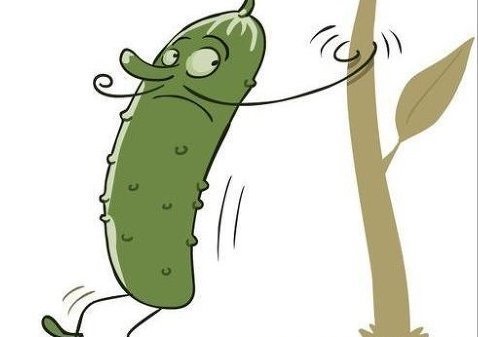 Огурец карикатура