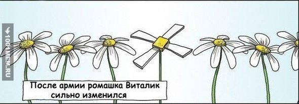 Шутки про ромашки