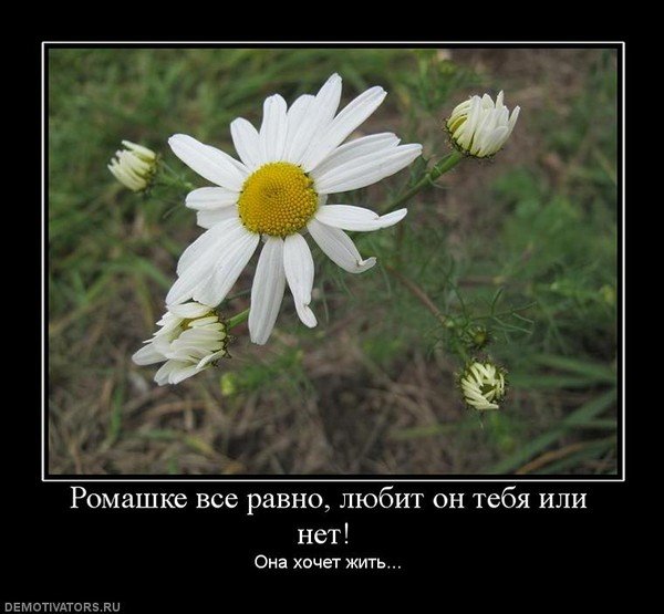 Жара карикатура