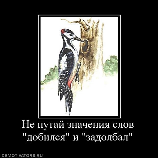 Дятел стукач