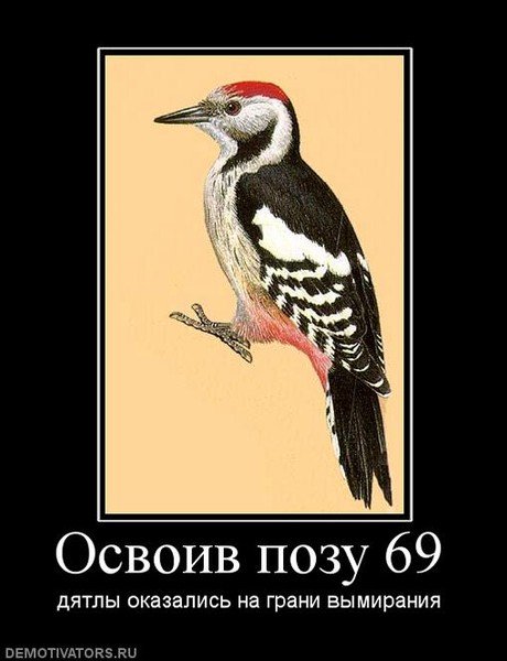 Шутки про дятла