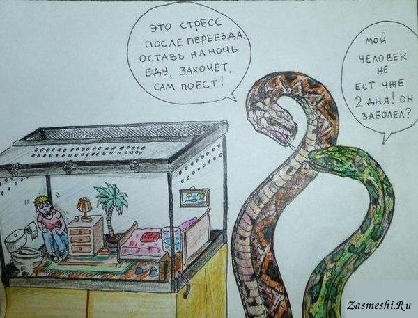 Приколы про змею