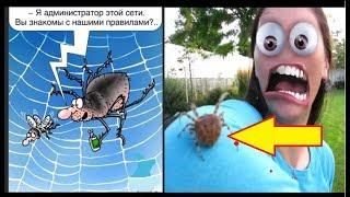 Пауки коммунисты