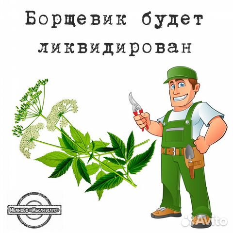 Борщевик Мантегацци молодой