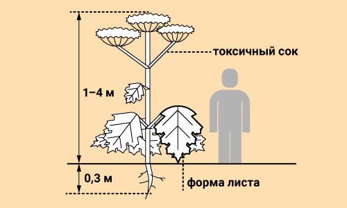 Борщевик на обочине
