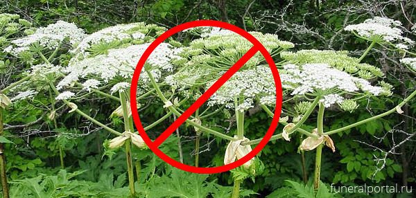 Борщевик прикол