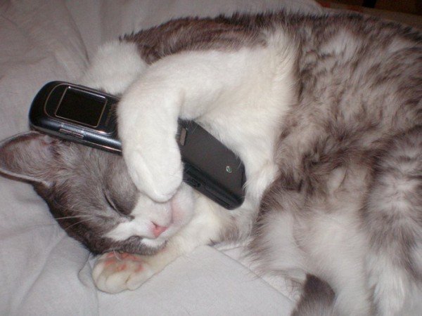 Шутки про Телефонные звонки