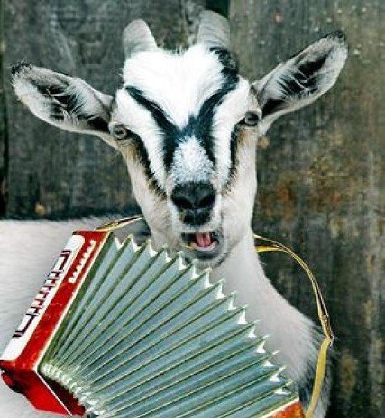 Коза с баяном