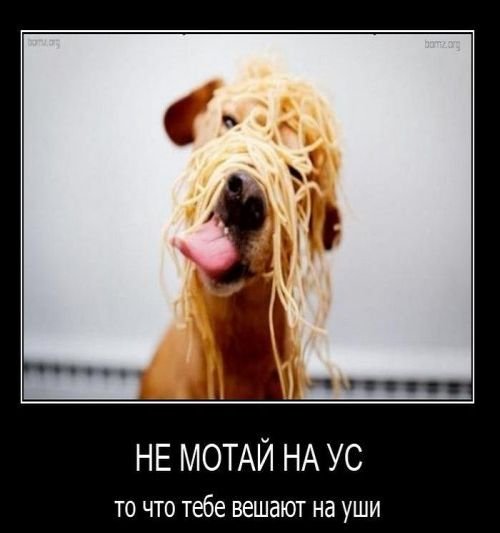 Лапша на ушах карикатура