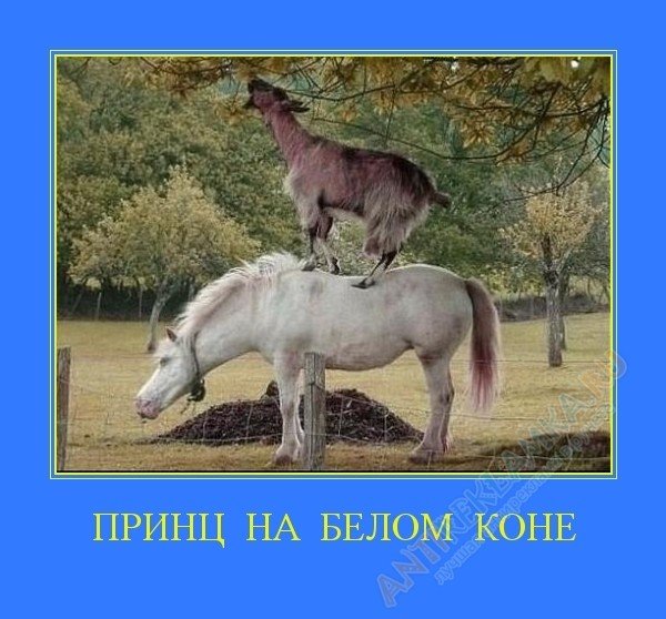 Мой принц на белом коне