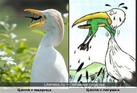 Лягушка душит цаплю никогда не сдавайся