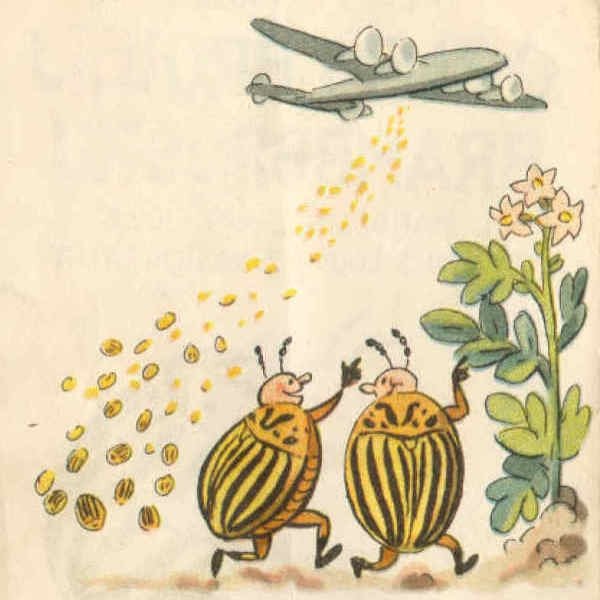 Колорадский Жук