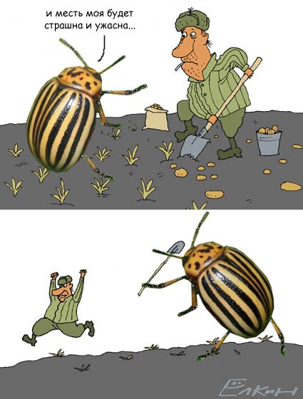 Колорадский Жук