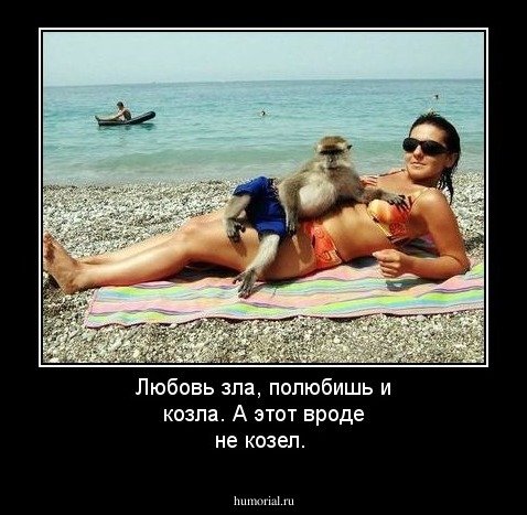 Козлы карикатура