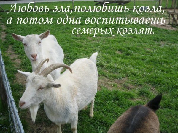 Карикатура любовь зла полюбишь и козла (46 фото)