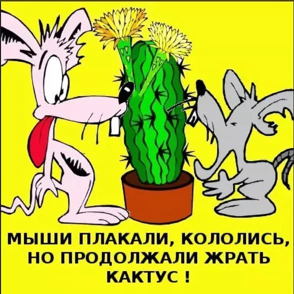 Кактус обнимашки