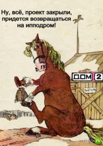 Конь карикатура. Лошадь прикол. Шутки про коней. Анекдот про коня.