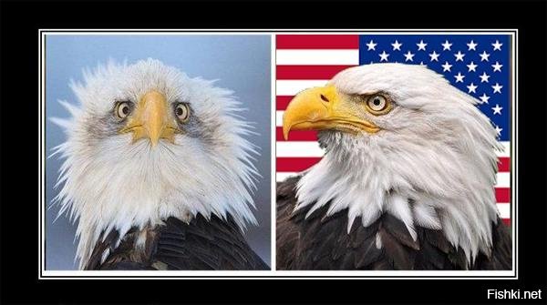 Символ Америки белоголовый Орлан ФАС