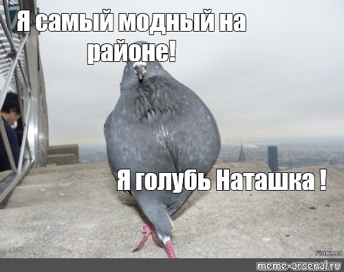 Мемы про Наташу голубя